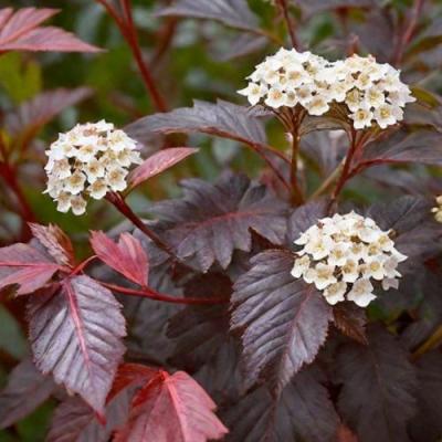 Бордовый в Минске