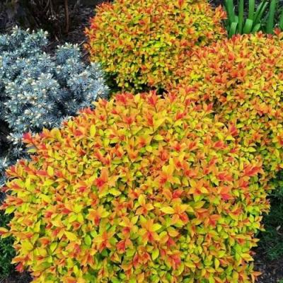 Низкорослая в Минске