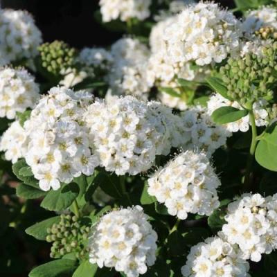 Березолистная в Минске