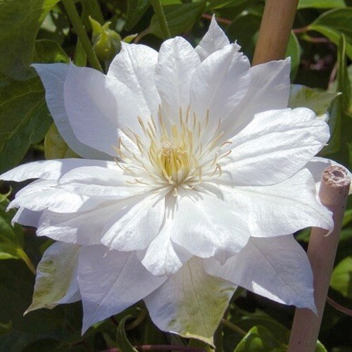 Клематис ДАЧЕСС ОФ ЭДИНБУРГ в Минске