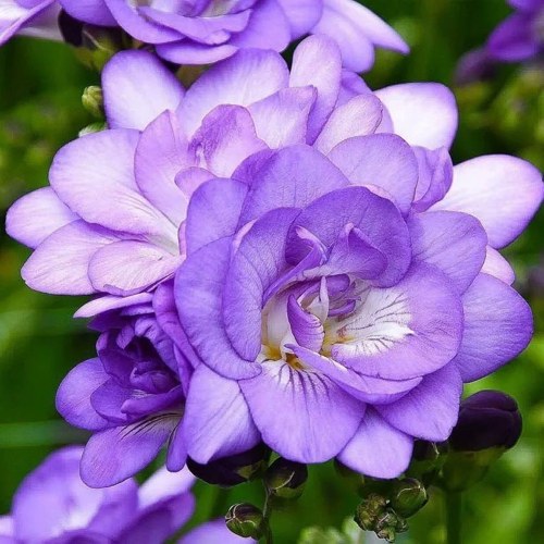 Фрезия БЛУ гибридная махровая в Минске