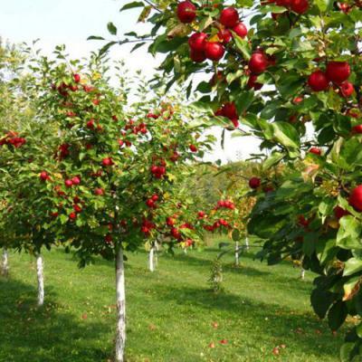 Плодовые деревья в Минске