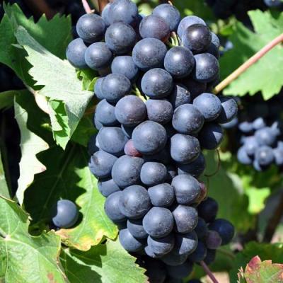 Круглый в Минске