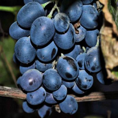 Синий в Минске