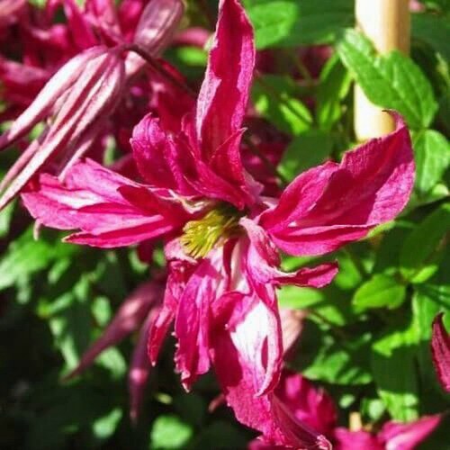 Клематис РОЗАЛИН в Минске