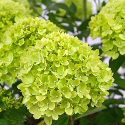 Зеленая в Минске