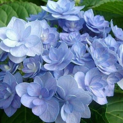 Голубая в Минске