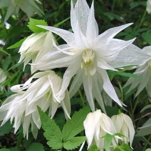 Княжик АЛЬБИНА ПЛЕНА белый махровый в Минске