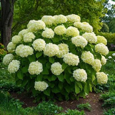 Большие (высокие) в Минске