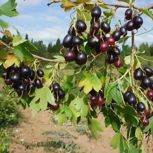 Смородина золотистая ЛЕВУШКА в Минске