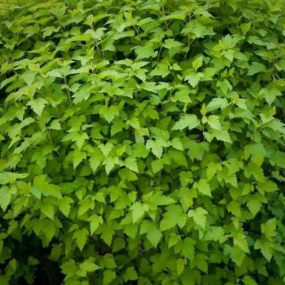 Зеленый в Минске