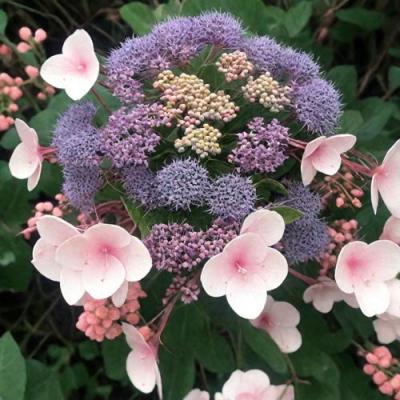 Шершавая в Минске