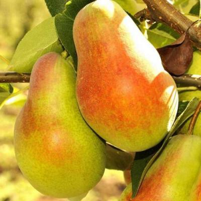 Красавица в Минске