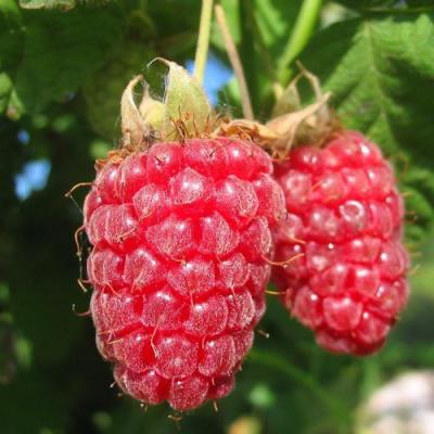 Крупная в Минске