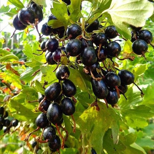 Смородина золотистая ОВАЛЬНАЯ в Минске
