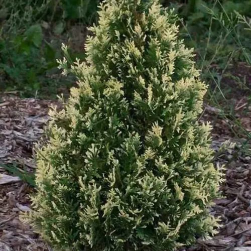 Туя БРАБАНТ ВАРИЕГАТТА западная в Минске