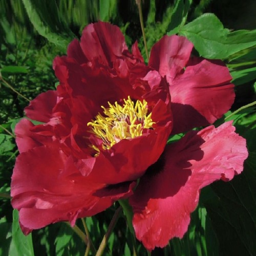 Пион КРАСНЫЙ ЛОТОС древовидный в Минске