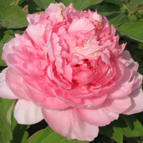 Пион ИМПЕРАТОРСКАЯ НАЛОЖНИЦА древовидный в Минске