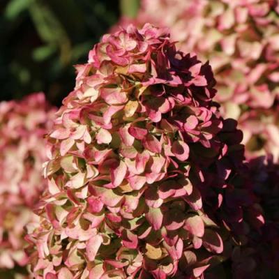 Мэджикал в Минске