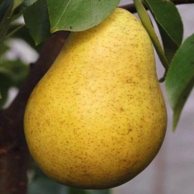 Крупная в Минске