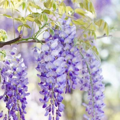 Глициния в Минске