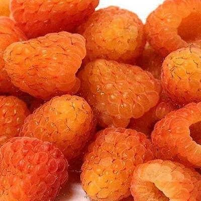 Оранжевая в Минске