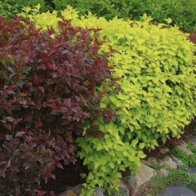 Калинолистный в Минске