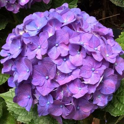 Фиолетовая в Минске