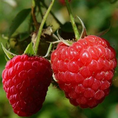 Кустовая в Минске