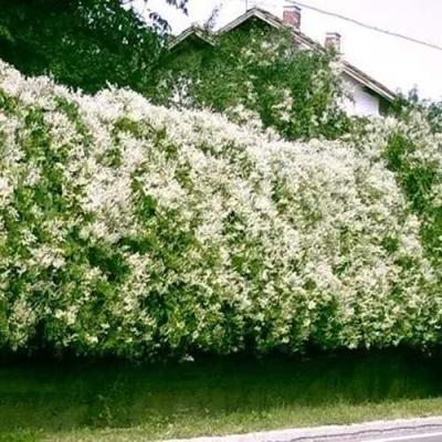 Фаллопия в Минске