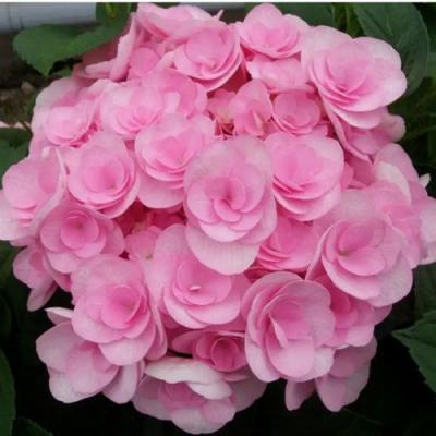 Махровая в Минске