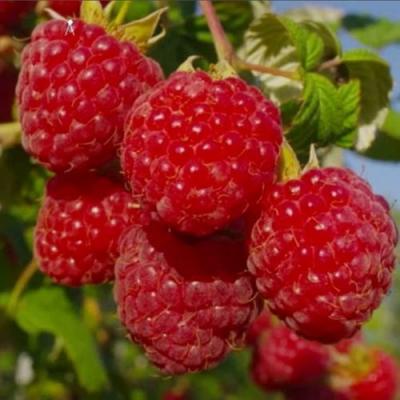 Ранняя в Минске