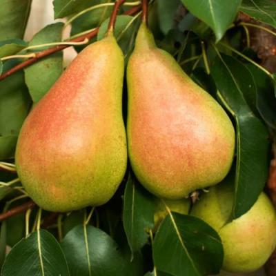 Сладкая в Минске