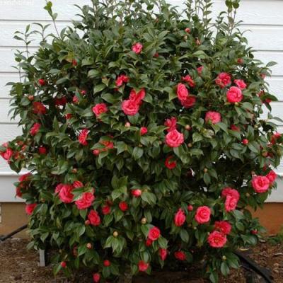 Камелия в Минске