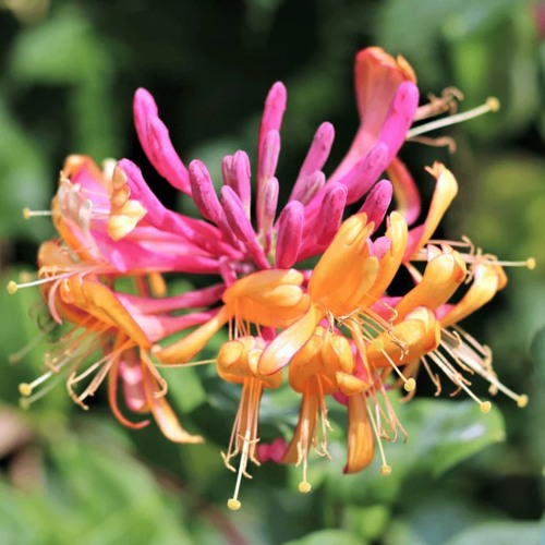 Жимолость ГЕКРОТА в Минске