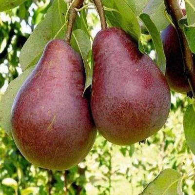 Красная в Минске