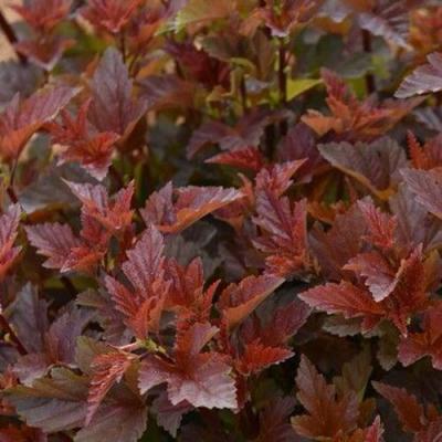 Красный в Минске