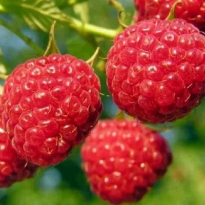 Поздняя в Минске