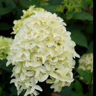 Средние в Минске