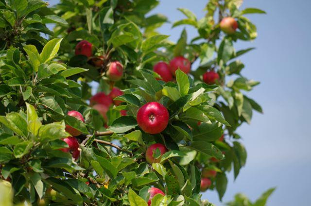 Как посадить саженцы яблони?
