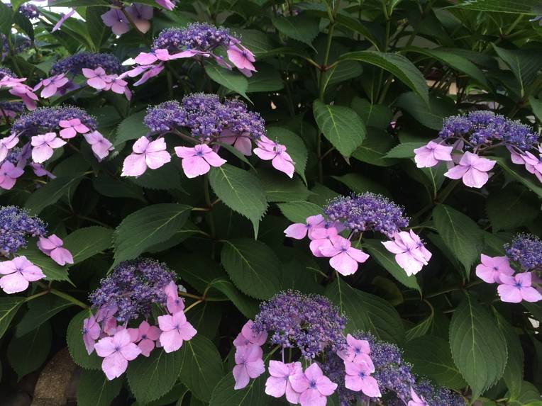 Шершавая гортензия описание.jpg