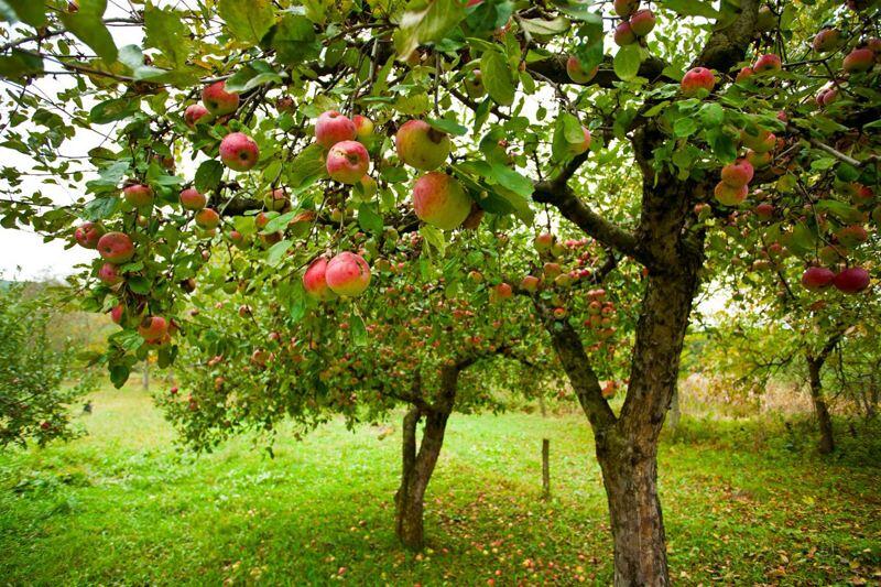 Как посадить саженцы яблони?