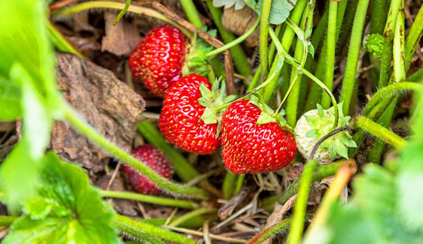 Клубника - земляника садовая.jpeg