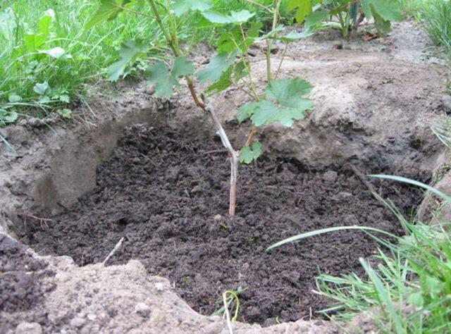 Как посадить саженцы винограда?