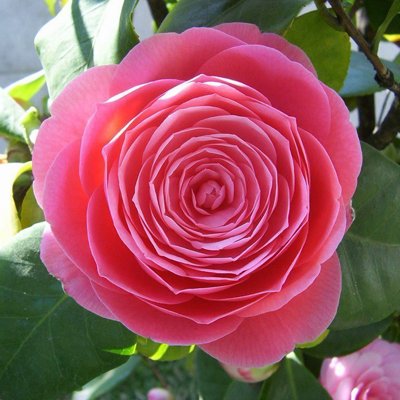 Роза японская.jpg