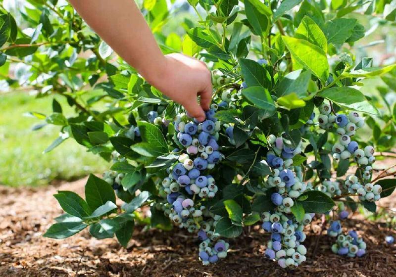 Голубика садовая: посадка и выращивание на участке