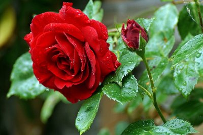 Красные розы.jpg