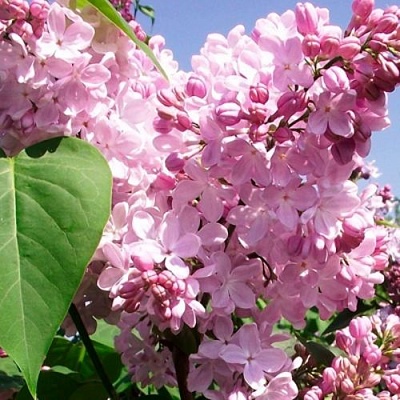 Сирень АДЕЛИНА в Минске