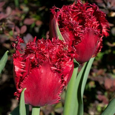 Тюльпан ВЕРСАЧЕ бахромчатый в Минске