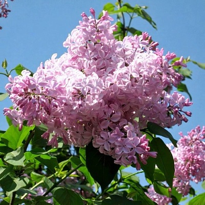 Сирень БУФФОН в Минске